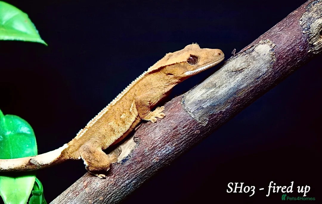 Gecko reptiles for sale: Baby Crested Gecko For Sale 🦎 - Advert 5