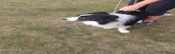 Border Collie dogs for sale: Blue merile boarder collie  stunning puppy in Sutton Coldfield - Advert 6