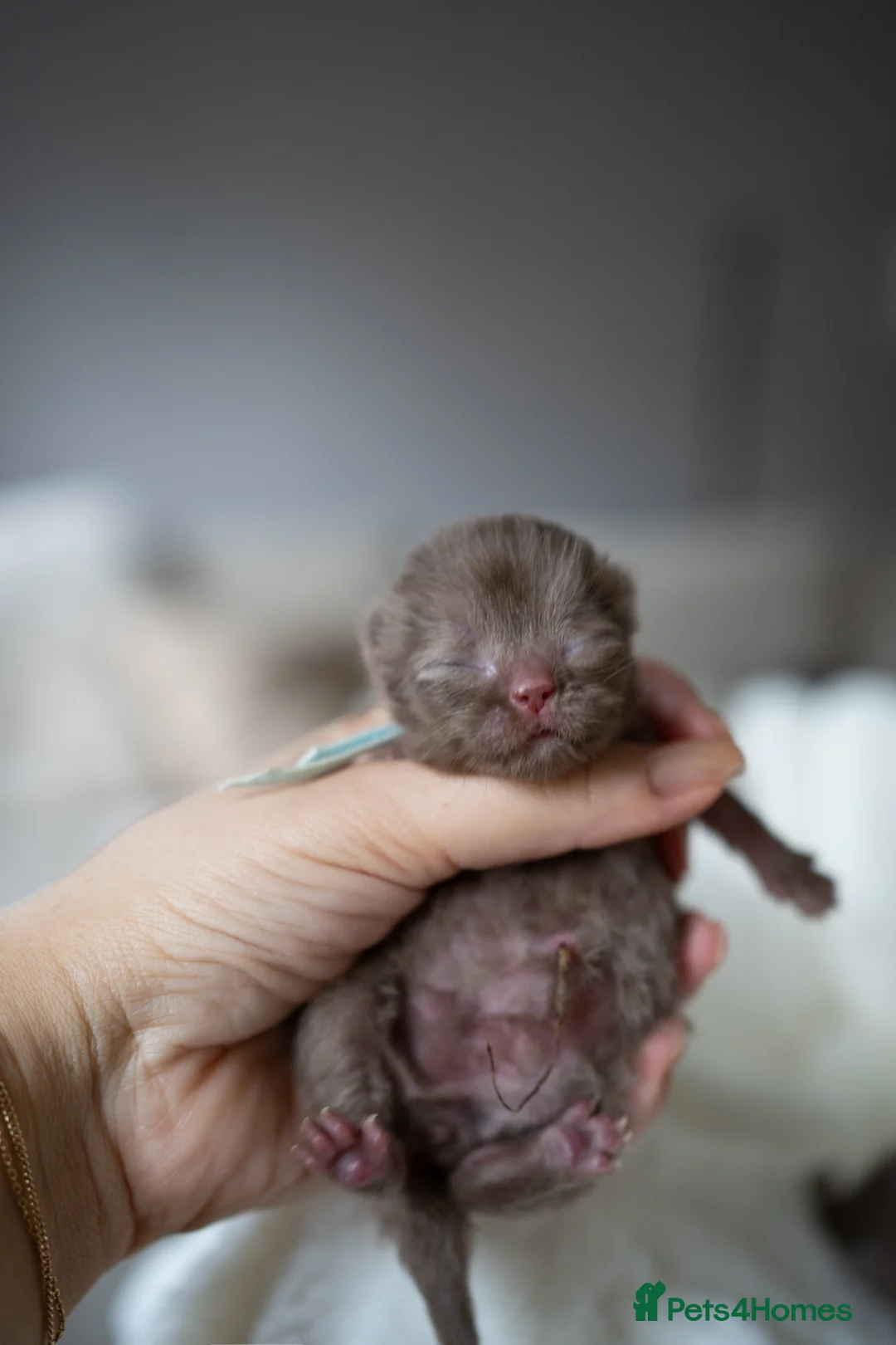 British Shorthair cats for sale: ✨Chocolate Delights ✨ - Advert 6