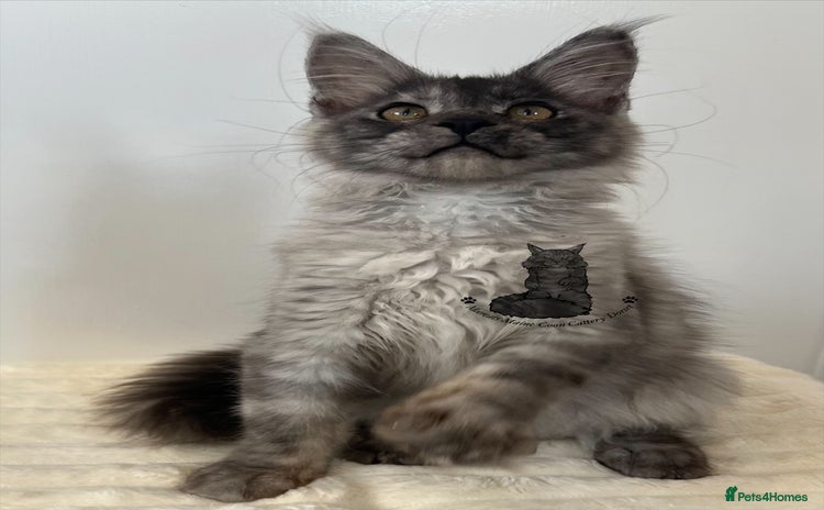 Maine Coon cats - Advert 1