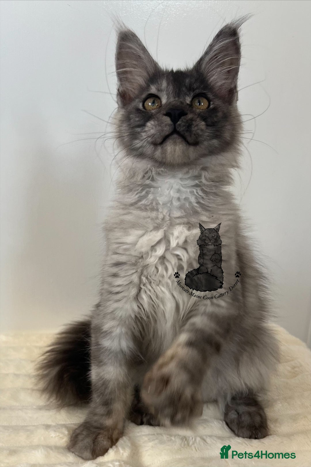 Maine Coon cats for sale: TICA female girl black smoke Maine Coon ready  - Image 1