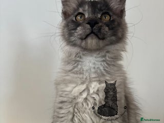 Maine Coon cats - Advert 32