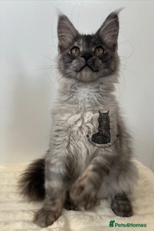 Maine Coon cats - Advert 16