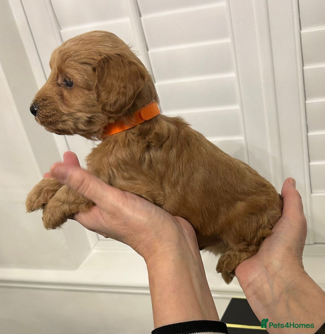 Cockapoo dogs for sale: F1B Cockapoo red  Puppies - Image 7