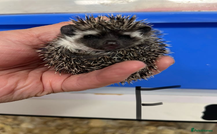 Pygmy Hedgehog rodents - Advert 1