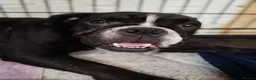 English Bulldog dogs for sale: New English bulldog puppies in Milton Keynes - Advert 13