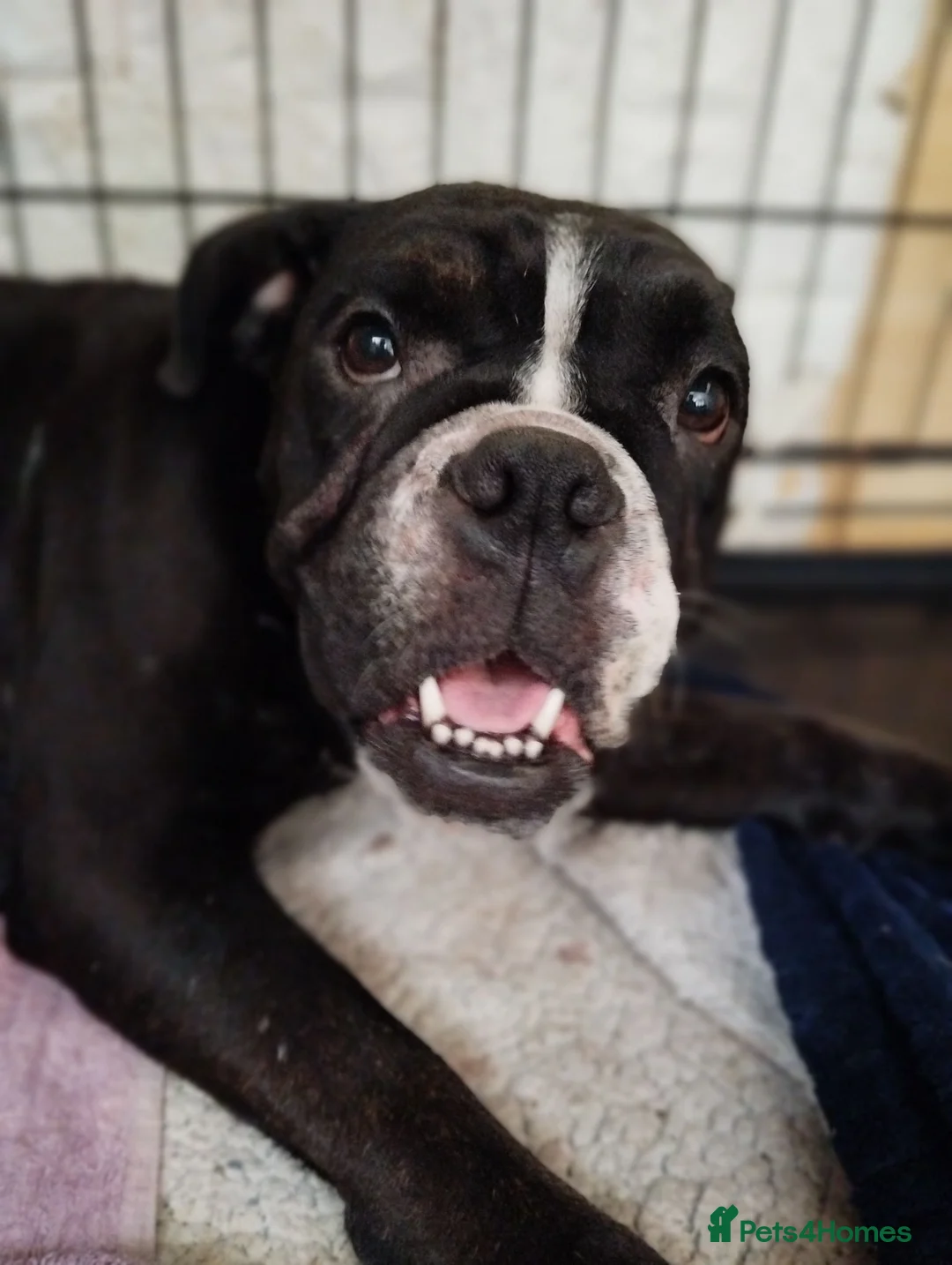 English Bulldog dogs for sale: New English bulldog puppies in Milton Keynes - Advert 13