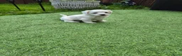 Maltese dogs for sale: Sold  - Advert 5