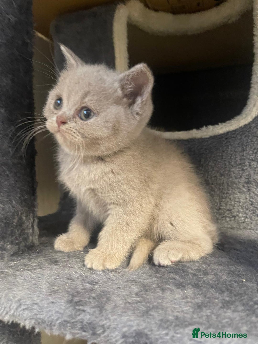 British Shorthair cats for sale: Purebred  British Shorthair Kittens - Advert 17