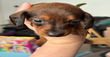 Dachshund dogs - Advert 9