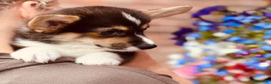 Welsh Corgi Pembroke 1