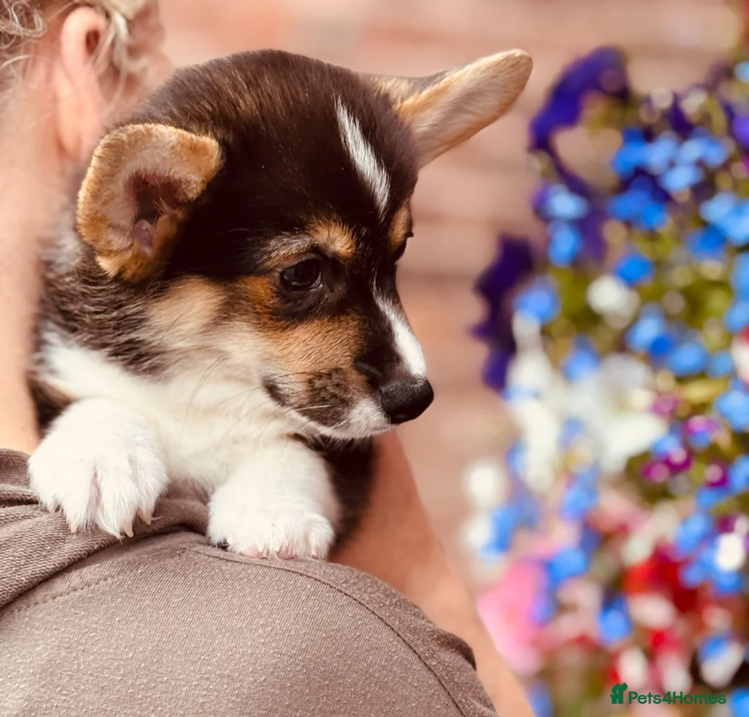 Welsh Corgi Pembroke dogs for sale: KC Tri boy ready now, from health tested parents - Advert 1