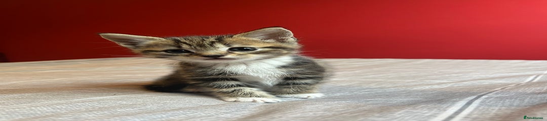 Domestic Shorthair Kitten 1