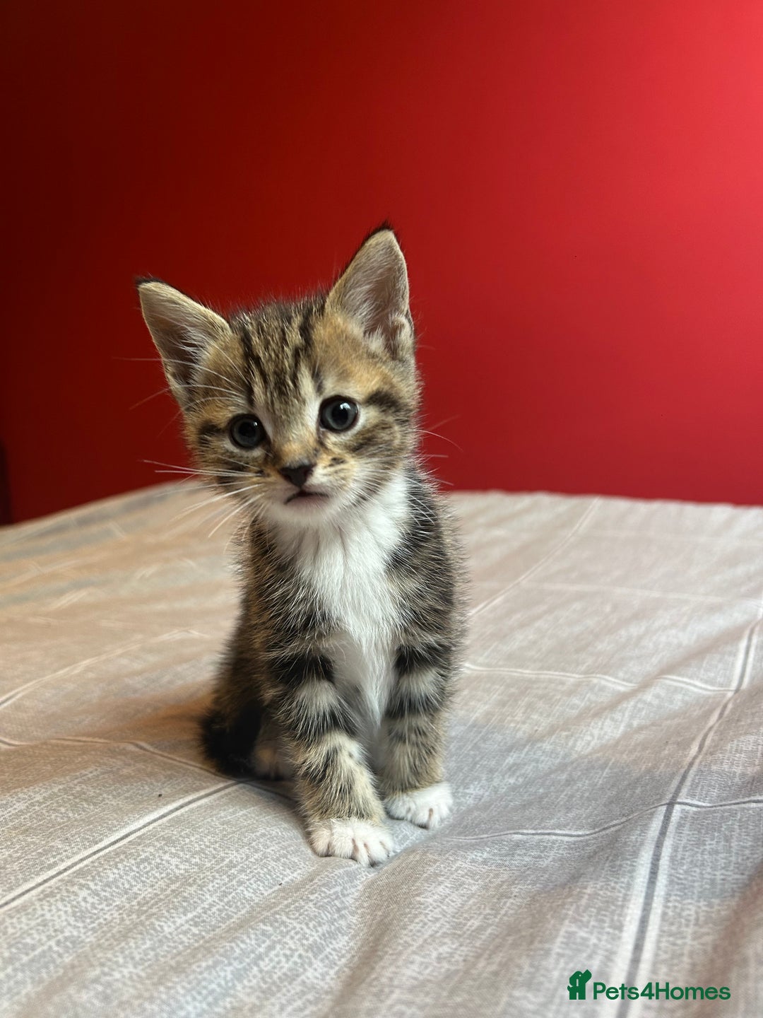 Domestic Shorthair cats for sale: 4 tabby kittens and 1 tuxedo kitten for sale! - Image 2