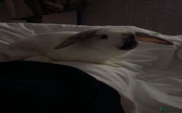 Mini Lop rabbits for sale: 2 lovely rabbits looking for forever home  - Image 4