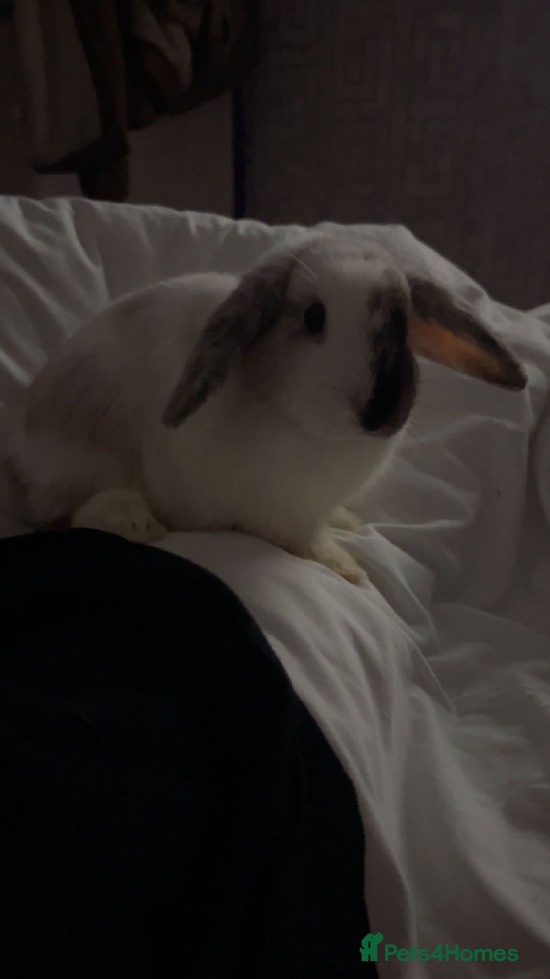 Mini Lop rabbits for sale: 2 lovely rabbits looking for forever home  - Image 4