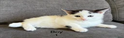 British Shorthair cats for sale: Kittens ready to go now  - Advert 4