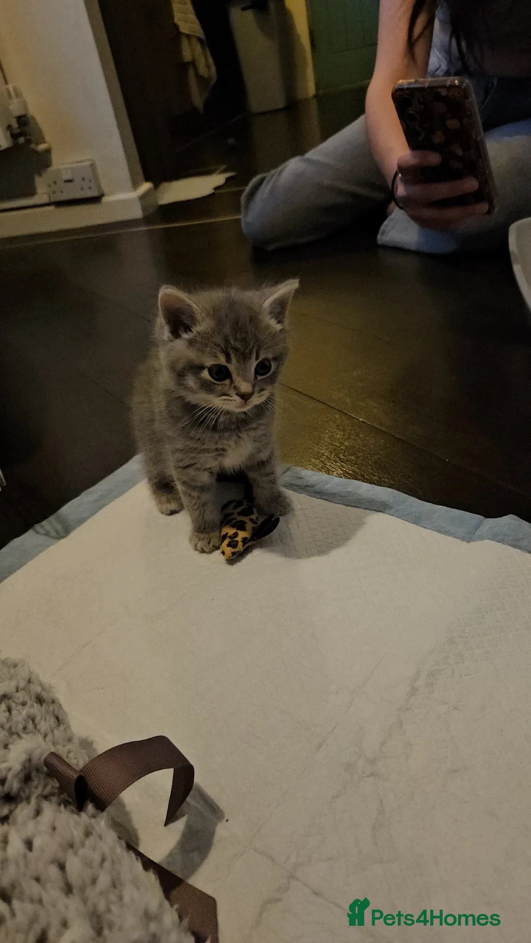 Mixed Breed cats for sale: Ragdoll cross British shorthair boy kitten - Advert 6