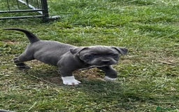 Staffordshire Bull Terrier dogs for sale: Kc registered blue Staffordshire puppies  - Image 3