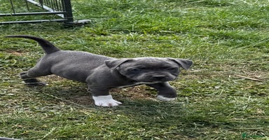 Staffordshire Bull Terrier dogs - Advert 6