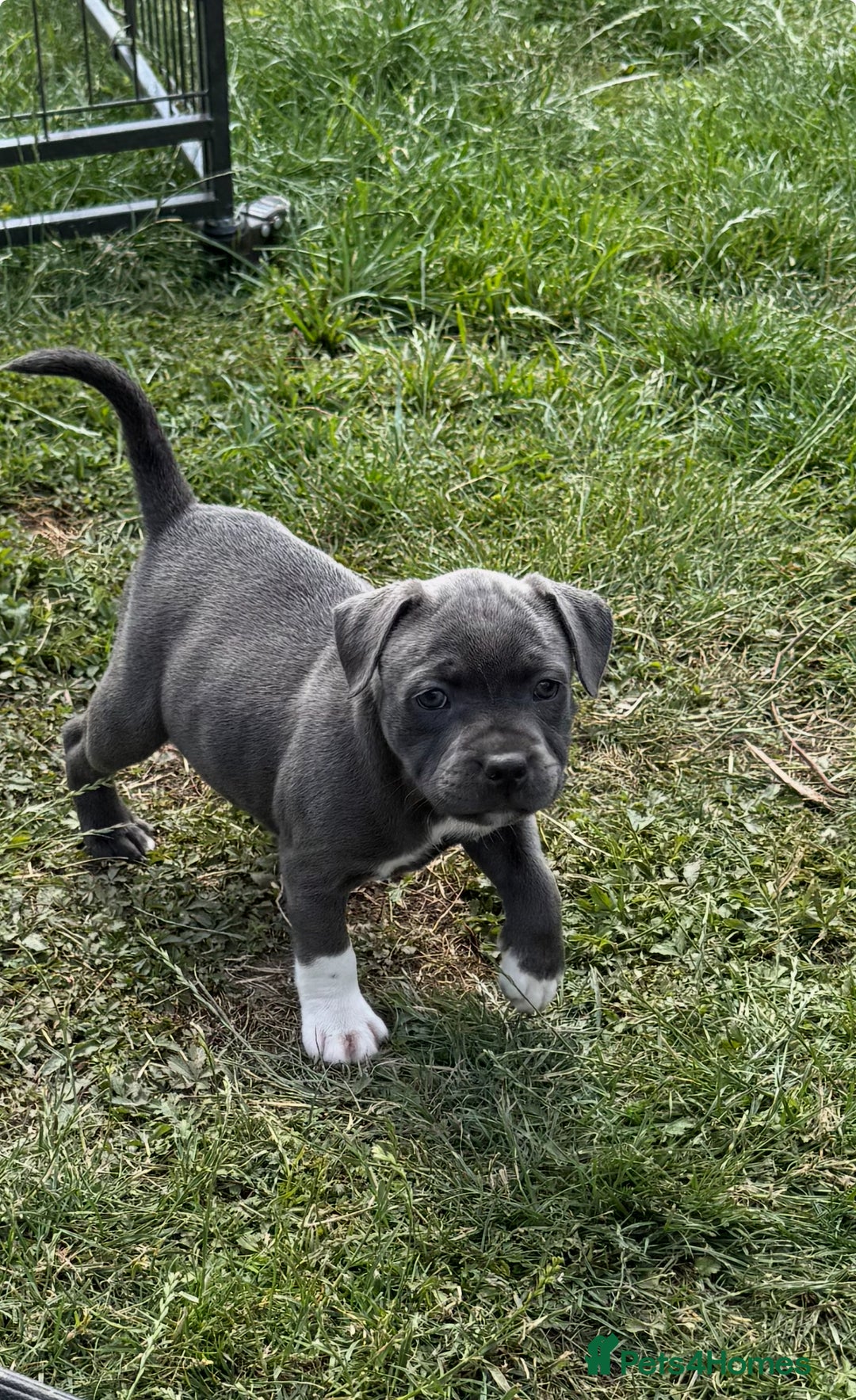 Staffordshire Bull Terrier dogs for sale: Kc registered blue Staffordshire puppies  - Image 3