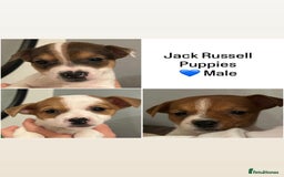 Jack Russell dogs for sale: Jack Russell puppies  - Image 6
