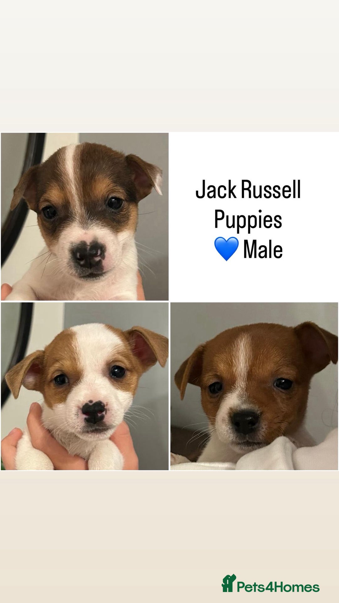 Jack Russell dogs for sale: Jack Russell puppies  - Image 6