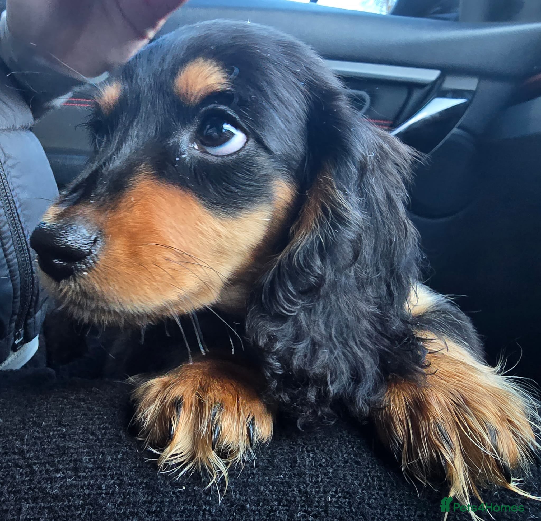 Miniature Dachshund dogs Longhair miniature dachsund ready to leave - Advert 6