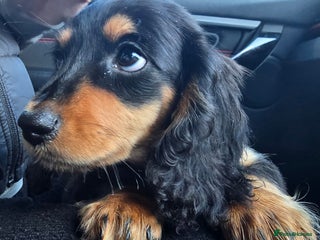 Miniature Dachshund dogs Longhair miniature dachsunds - Advert 5