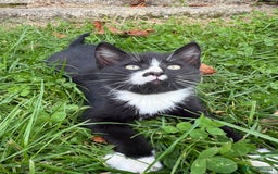 Mixed Breed cats for sale: 6 kittens for sale - Image 1