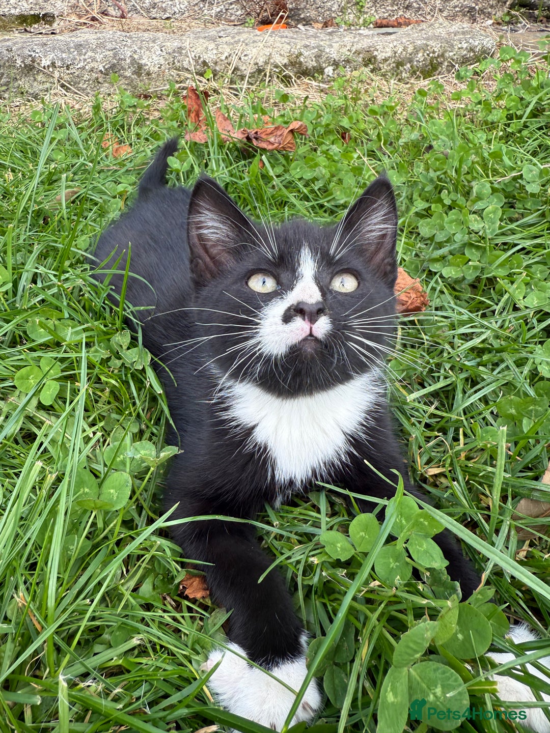 Mixed Breed cats for sale: 6 kittens for sale - Image 1