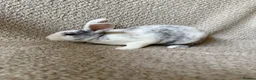 Rex rabbits for sale: Last one! Lovely mini Rex boy  - Advert 3