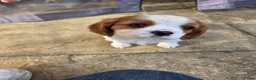 Cavalier King Charles Spaniel dogs for sale: Cavalier King Charles Spaniel Puppies for sale - Advert 4