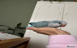 Parrots birds for sale: Silly tame Quakers looking for their forever home  - Image 3