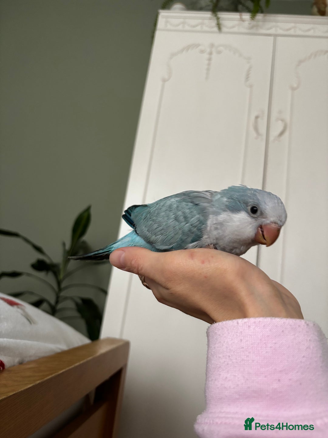 Parrots birds for sale: Silly tame Quakers looking for their forever home  - Image 3