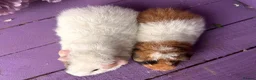 Guinea Pig rodents for sale: Pair Of Pedigree Teddy Boars - Advert 2