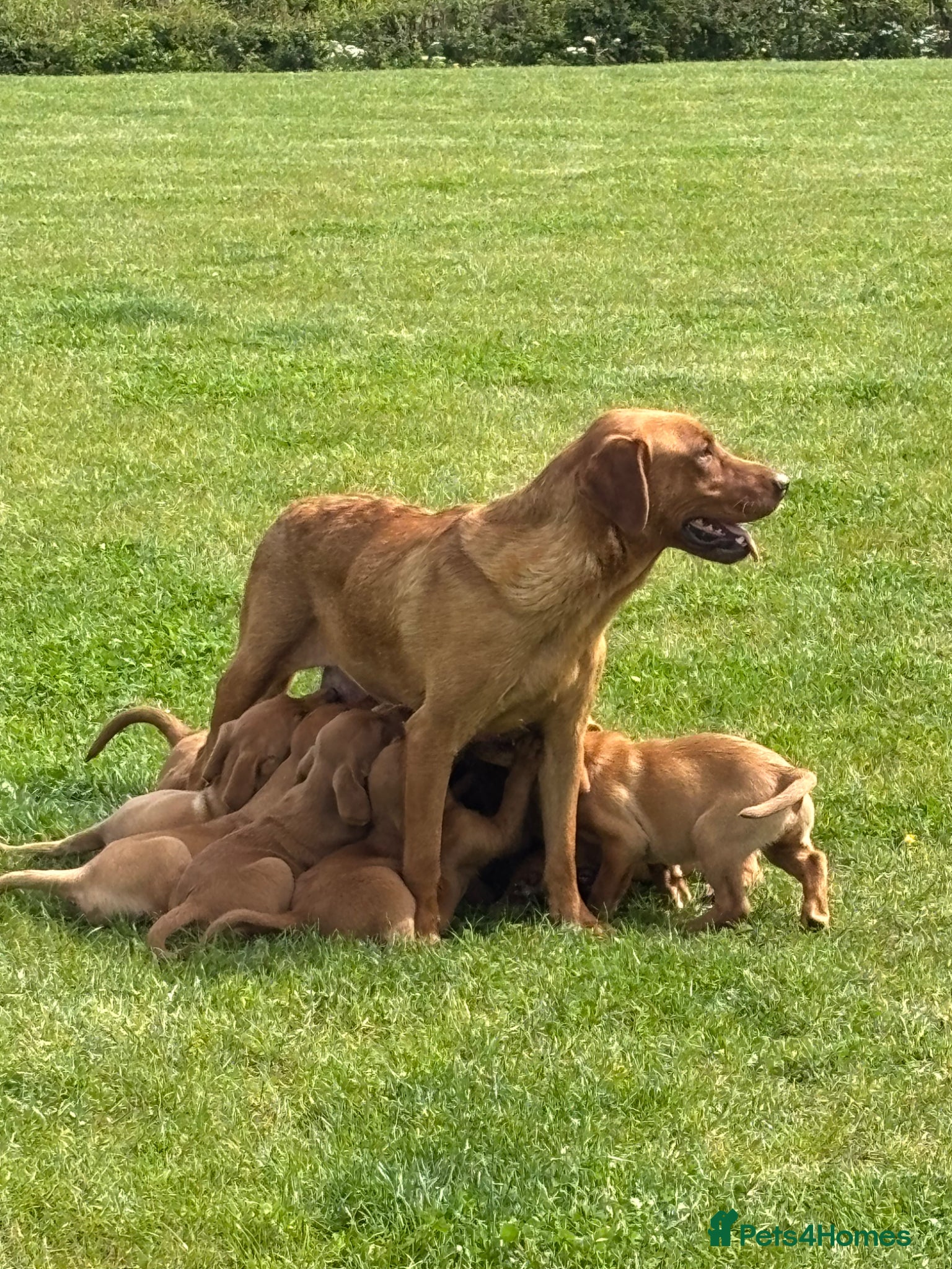 Labrador Retriever dogs Stunning litter of Fox red puppies  - Advert 2