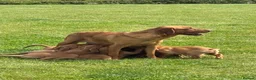 Labrador Retriever dogs for sale: Stunning litter of Fox red puppies  - Advert 2