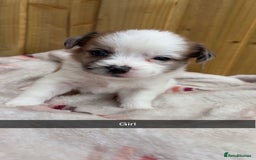 Mixed Breed dogs for sale: Jack Russell cross Shih Tzu puppies for sale  - Image 3