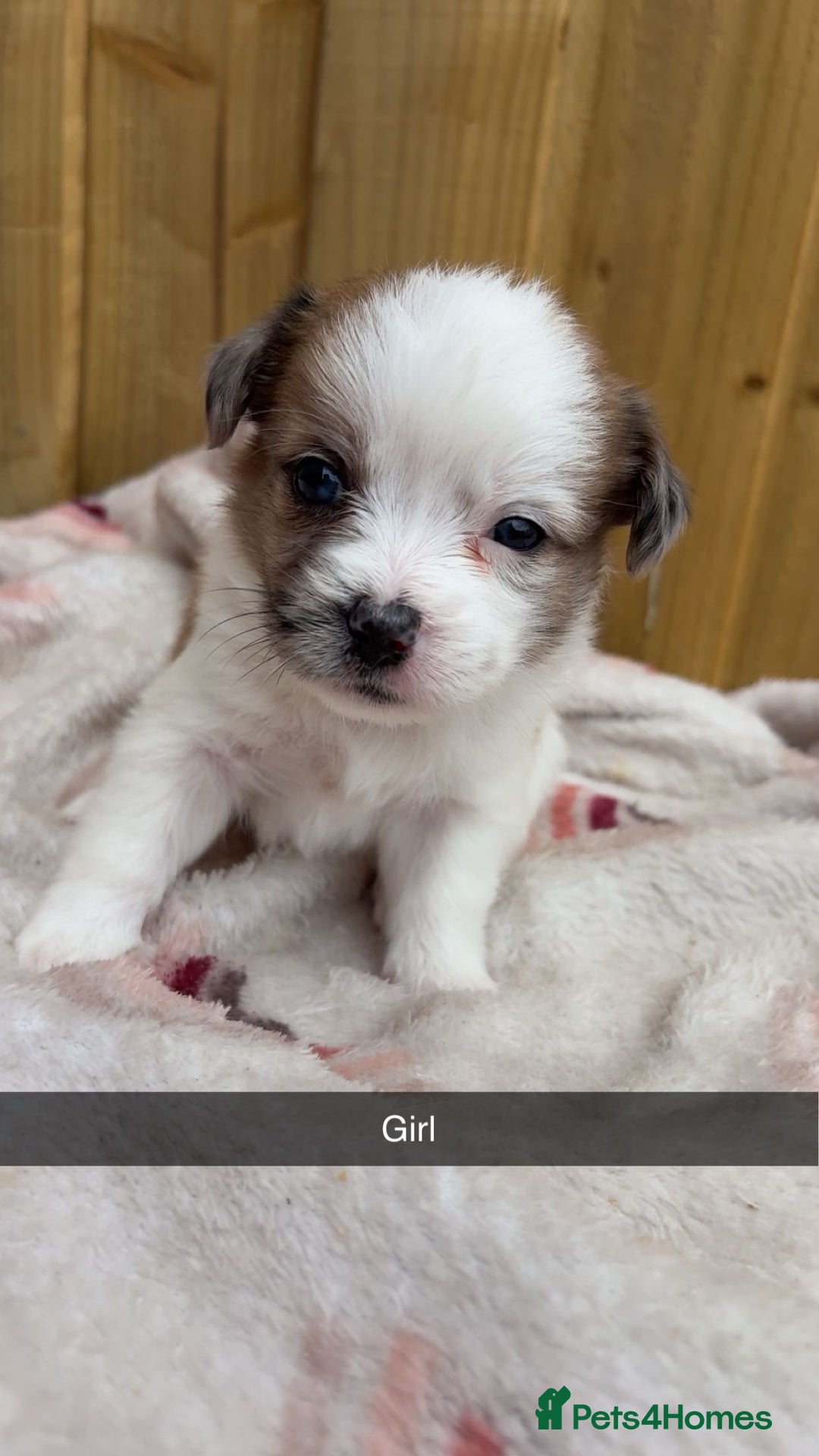 Mixed Breed dogs for sale: Jack Russell cross Shih Tzu puppies for sale  - Image 3