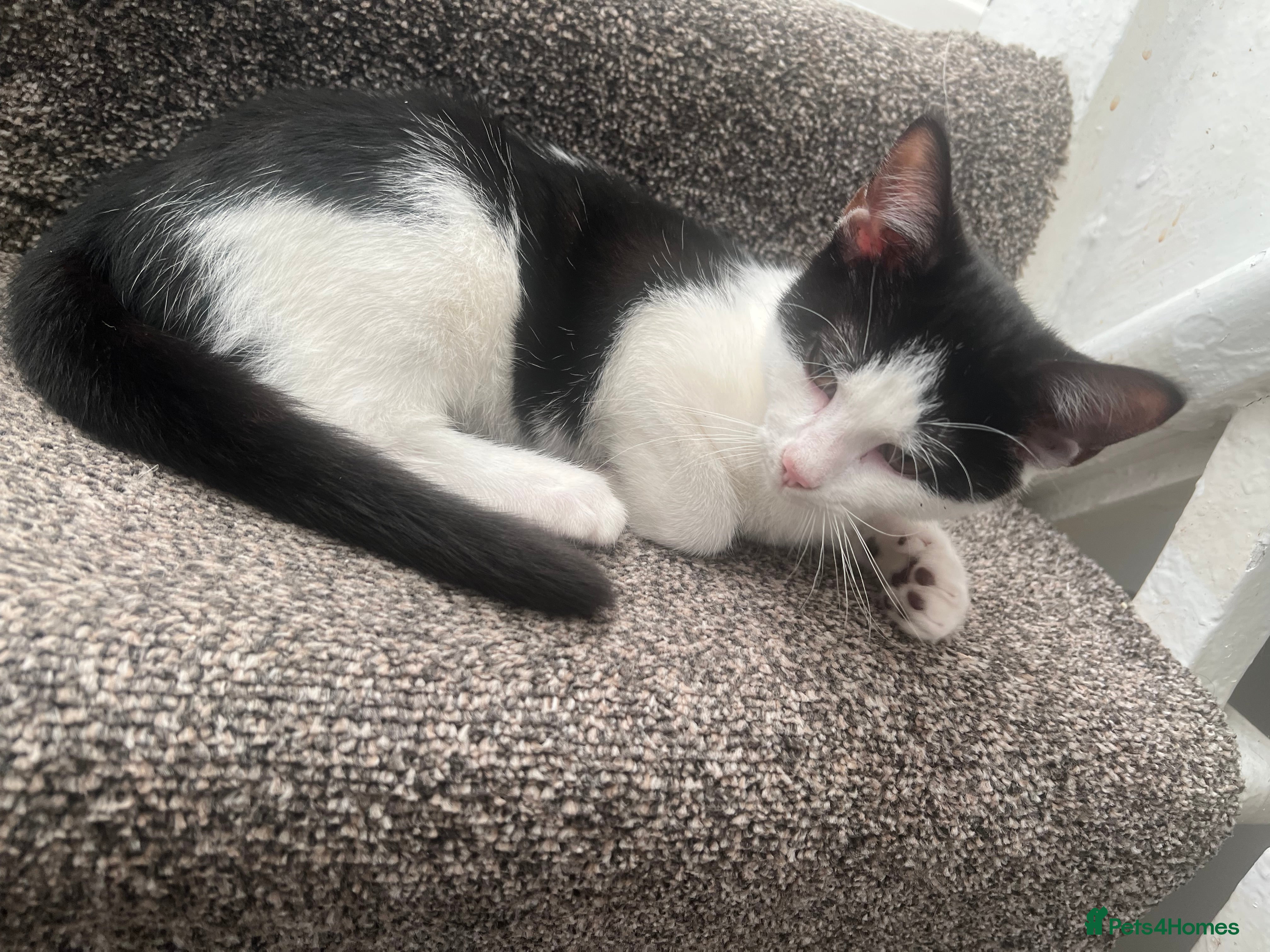 British Shorthair cats Tuxedo Kitten For Sale - Advert 14