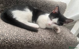 British Shorthair cats for sale: Tuxedo Kitten For Sale - Advert 1