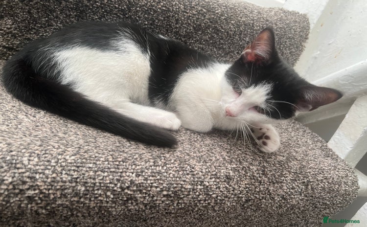 British Shorthair cats Tuxedo Kitten For Sale - Advert 3