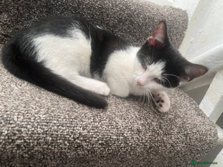 British Shorthair cats Tuxedo Kitten For Sale - Advert 2