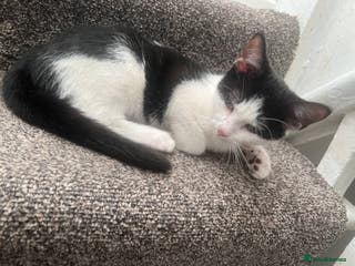 British Shorthair cats for sale: Tuxedo Kitten For Sale - Advert 1
