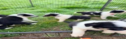 Border Collie dogs for sale: Gorgeous litter of Border Collie Puppies  - Advert 5