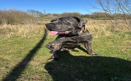 Cane Corso dogs for sale: Beautiful 2-Year-Old Cane Corso Loving & Trained - Image 8