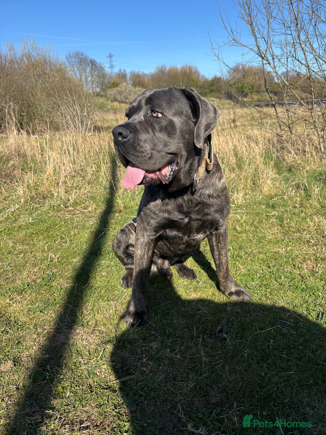 Cane Corso dogs for sale: Beautiful 2-Year-Old Cane Corso Loving & Trained - Image 8