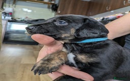 Mixed Breed dogs for sale: Jack, Springer X staffy, lurcher puppies - Image 10