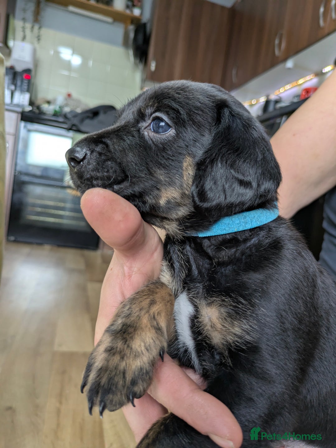 Mixed Breed dogs for sale: Jack, Springer X staffy, lurcher puppies - Image 10